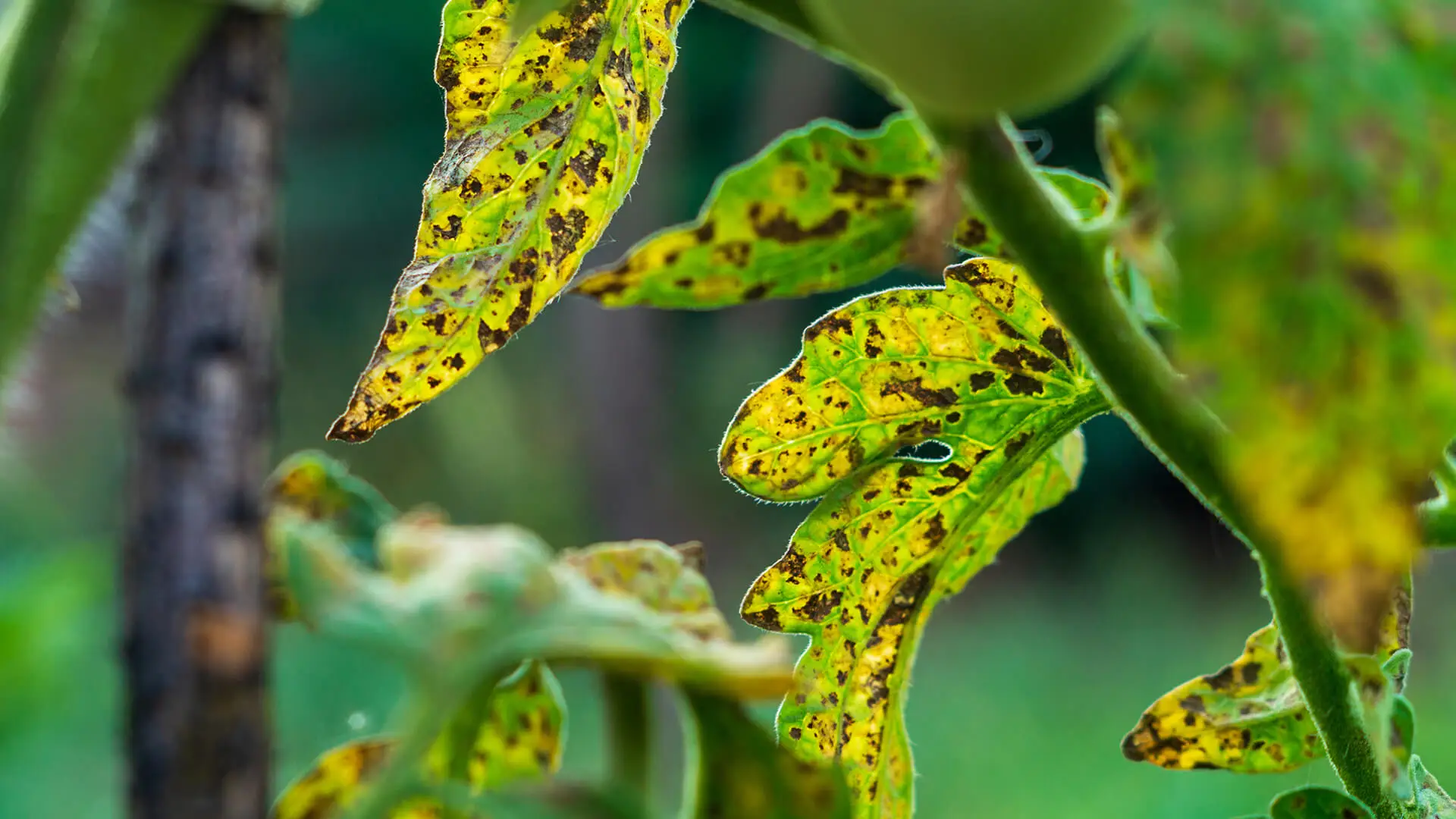 Fungicides