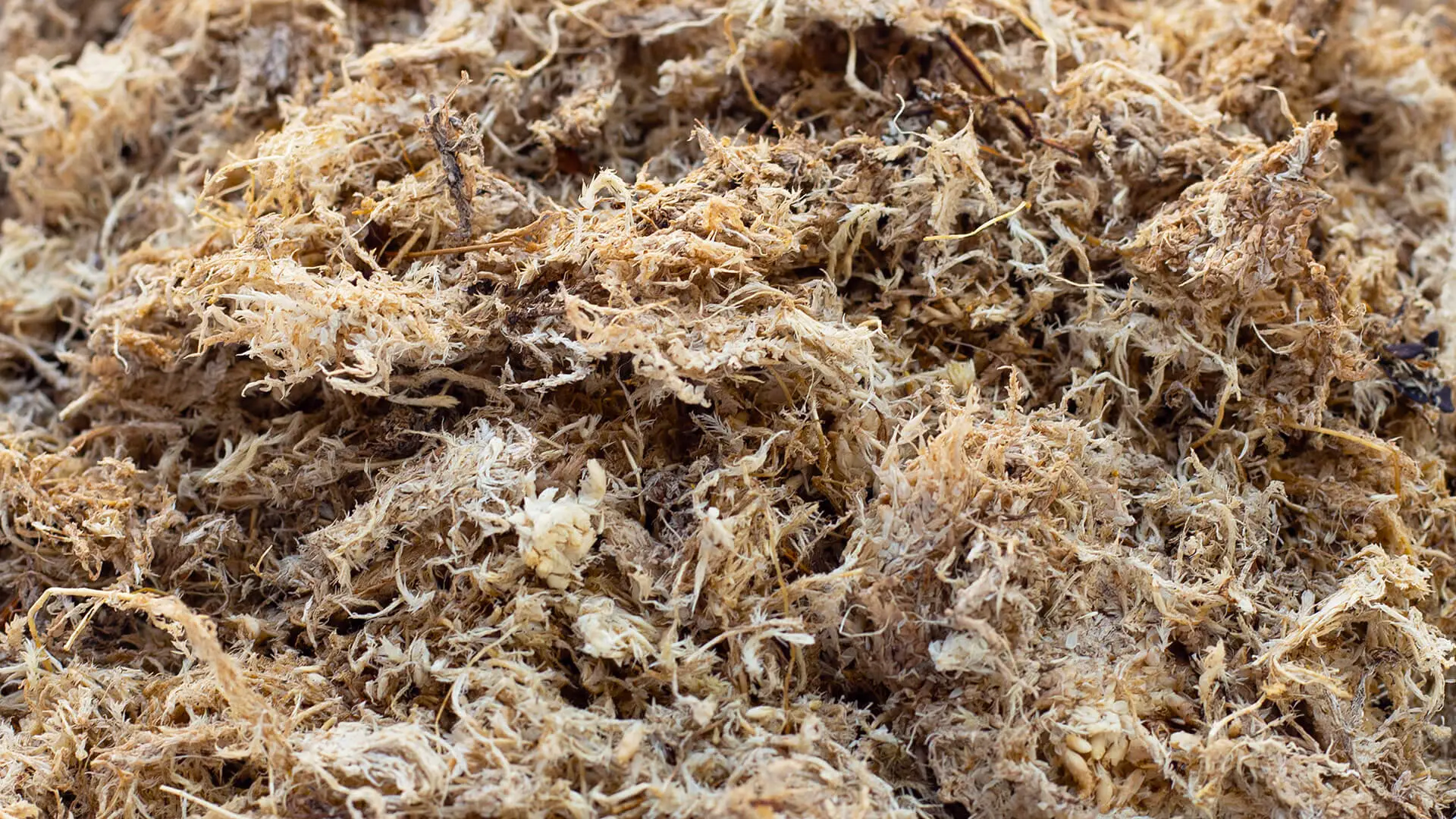Blond / White Peat