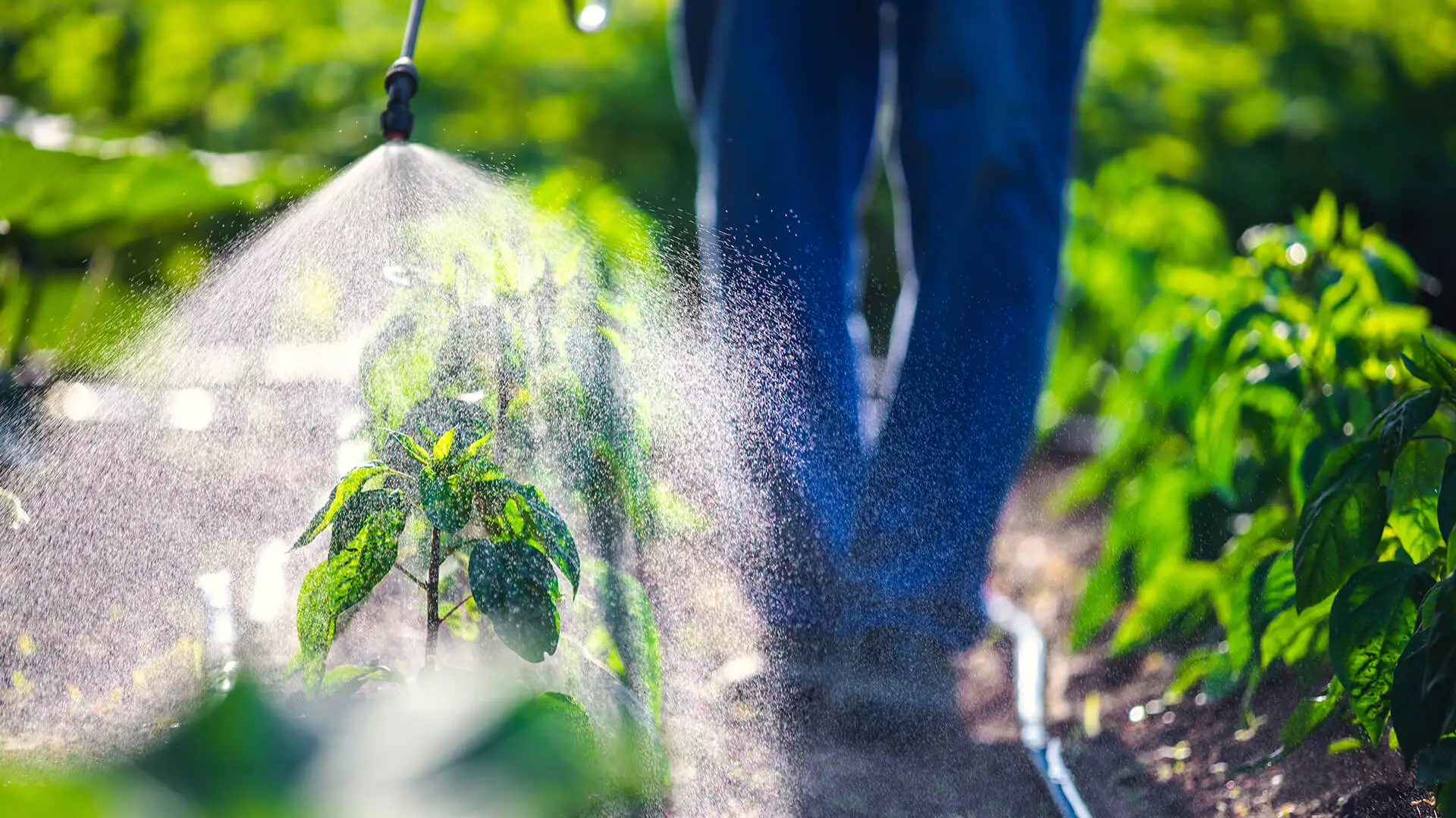Bio-pesticides