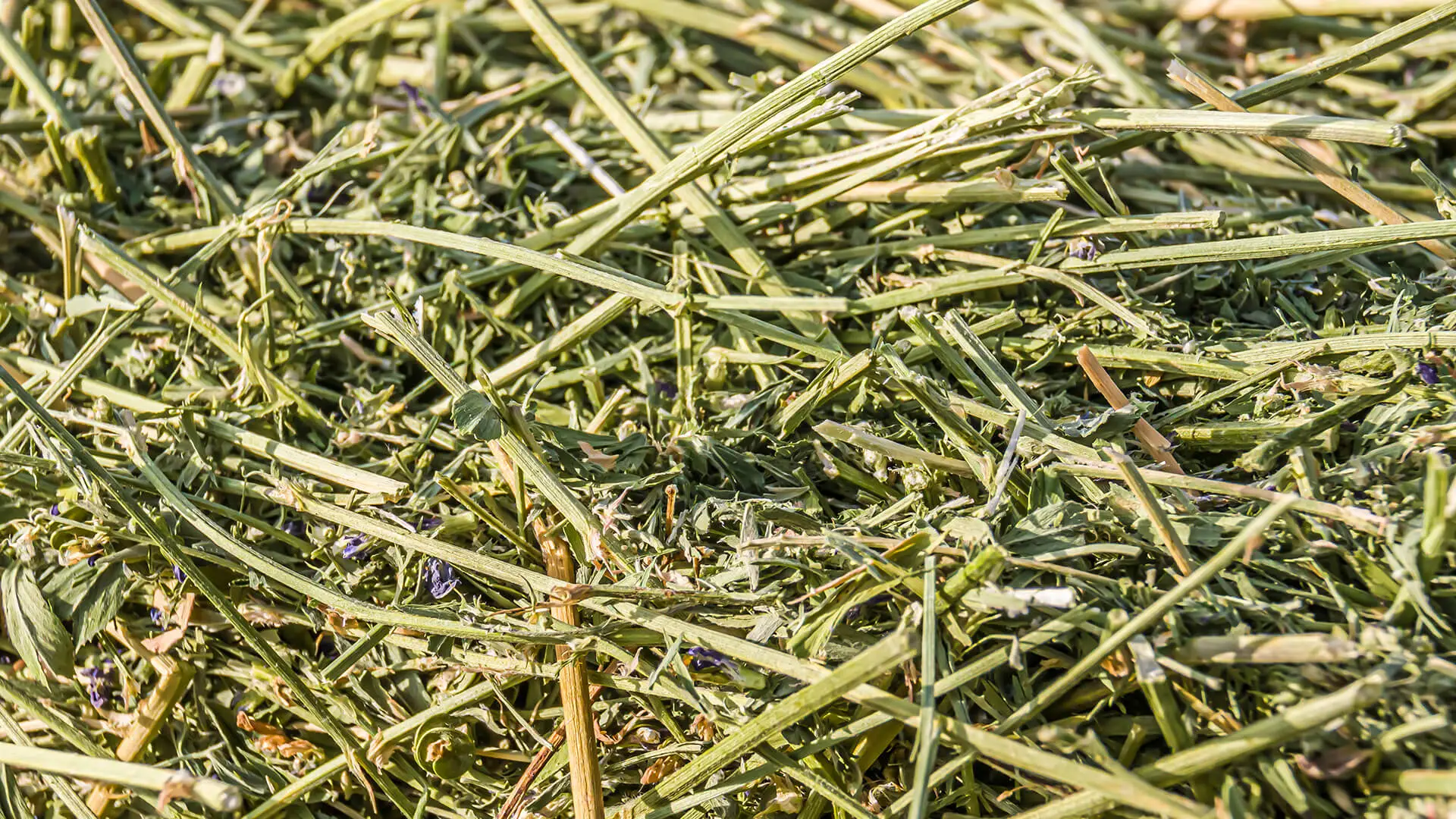 Alfalfa