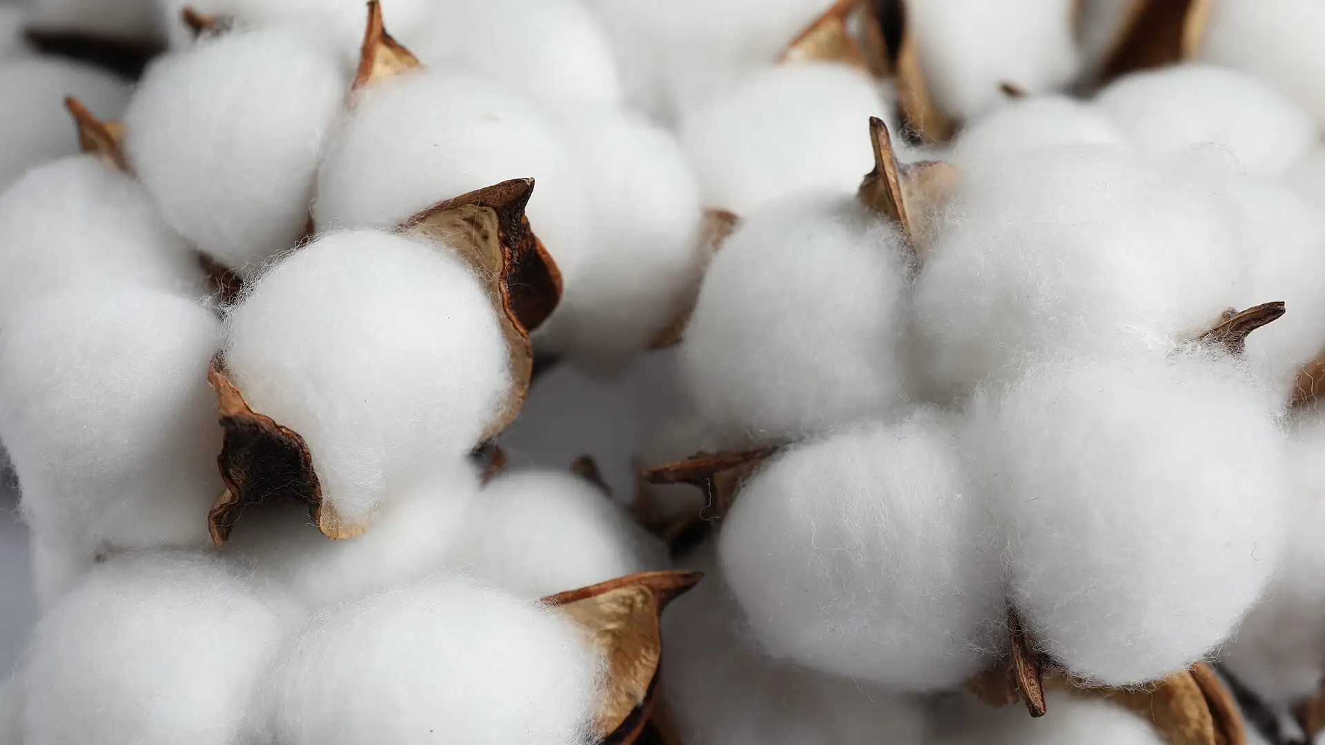Cotton seed