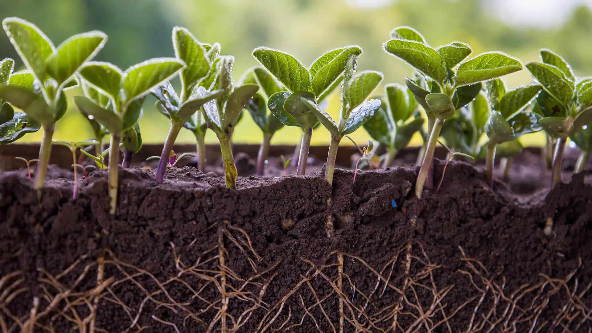 Growth stimulants