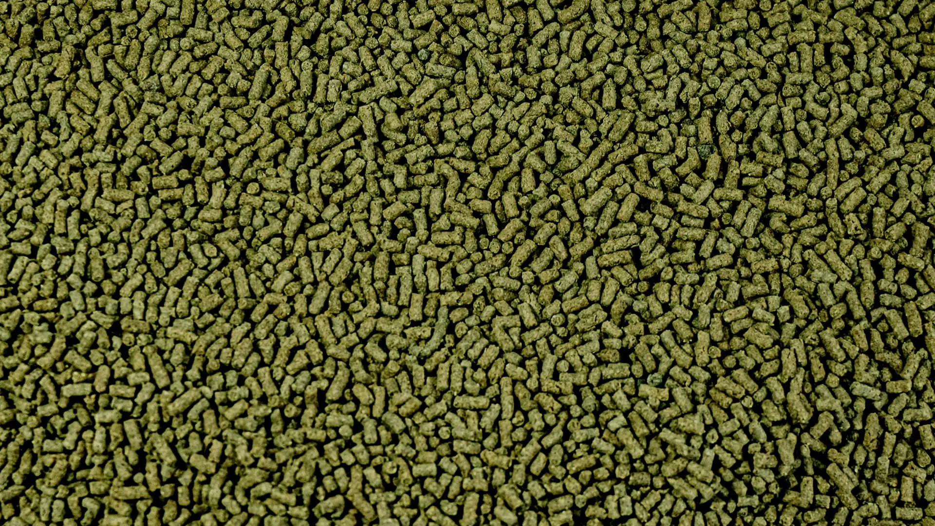 Fish food