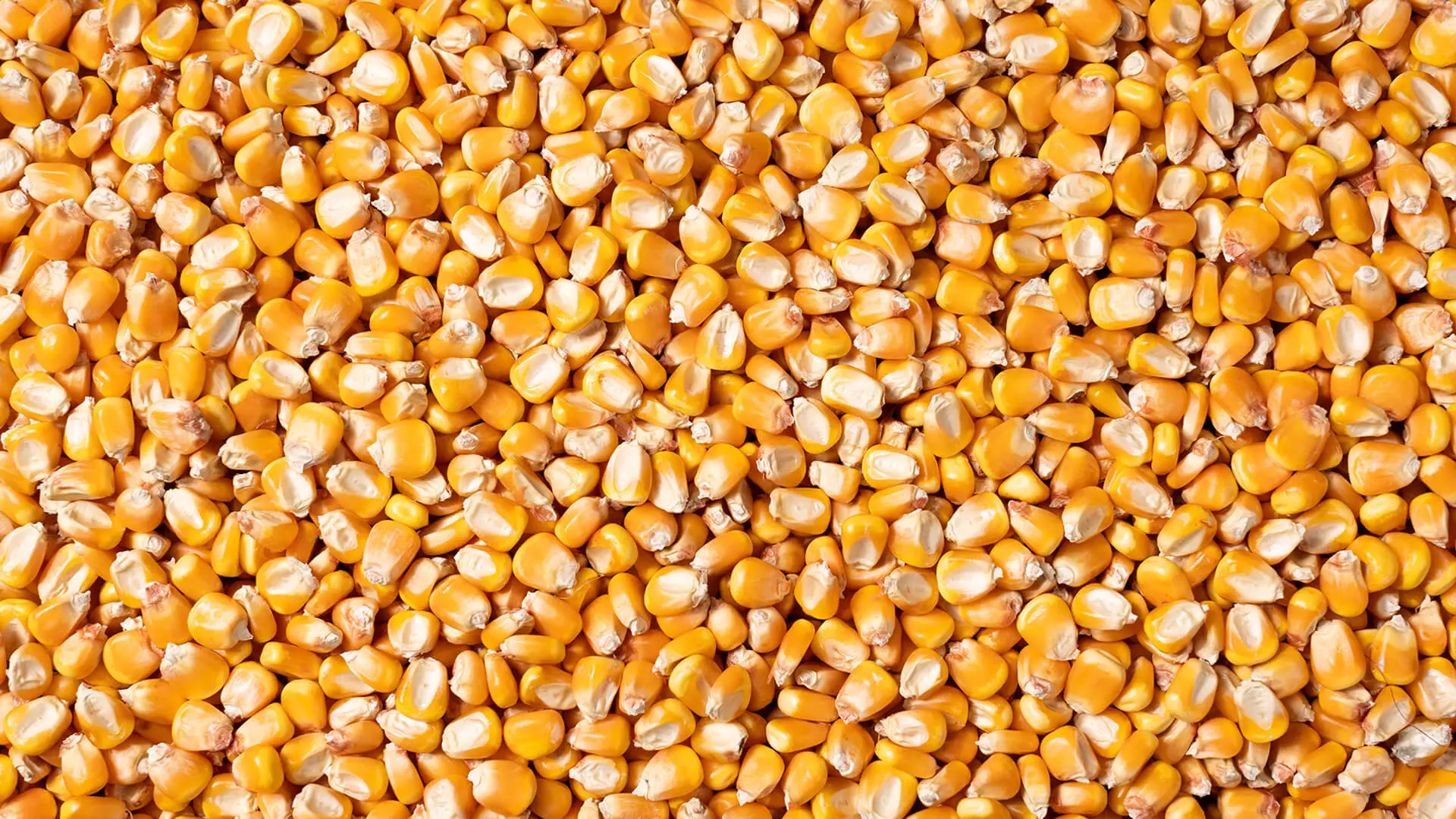 Seed corn