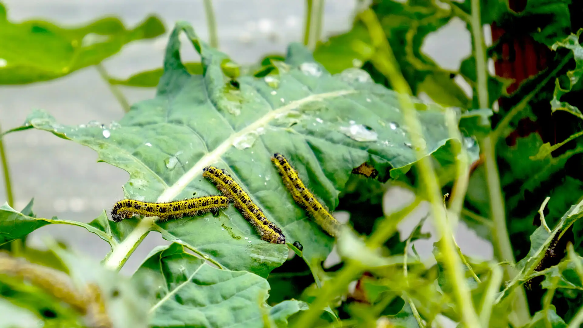 Insecticides