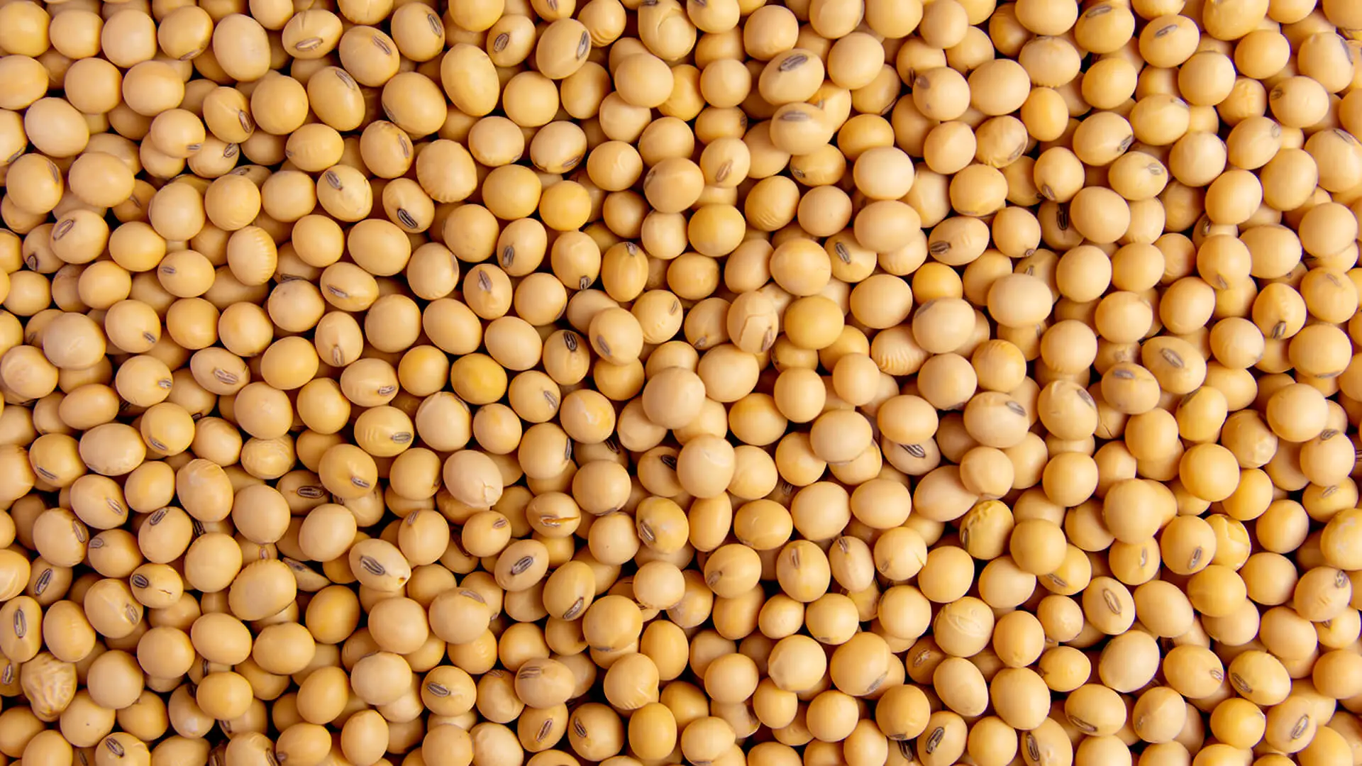 Soybean seed