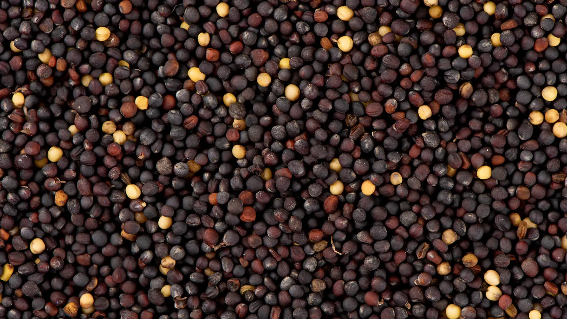 Oilseeds