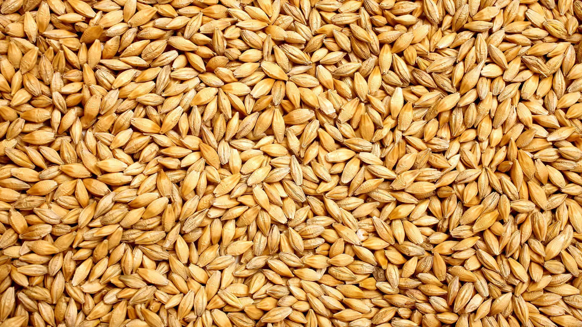 Cereal grains