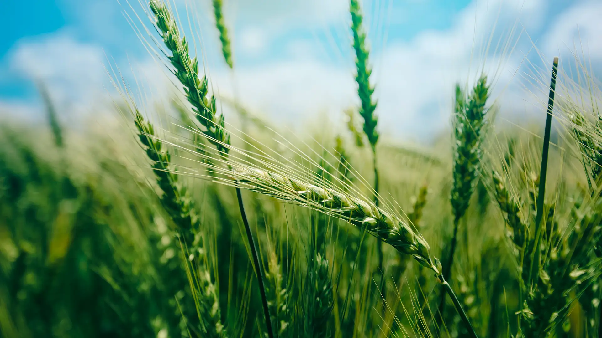 Agriculture