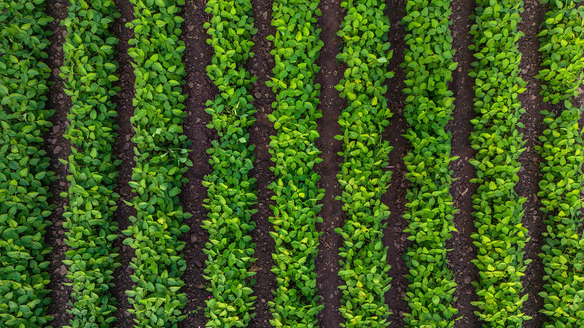 Specialized crop protection