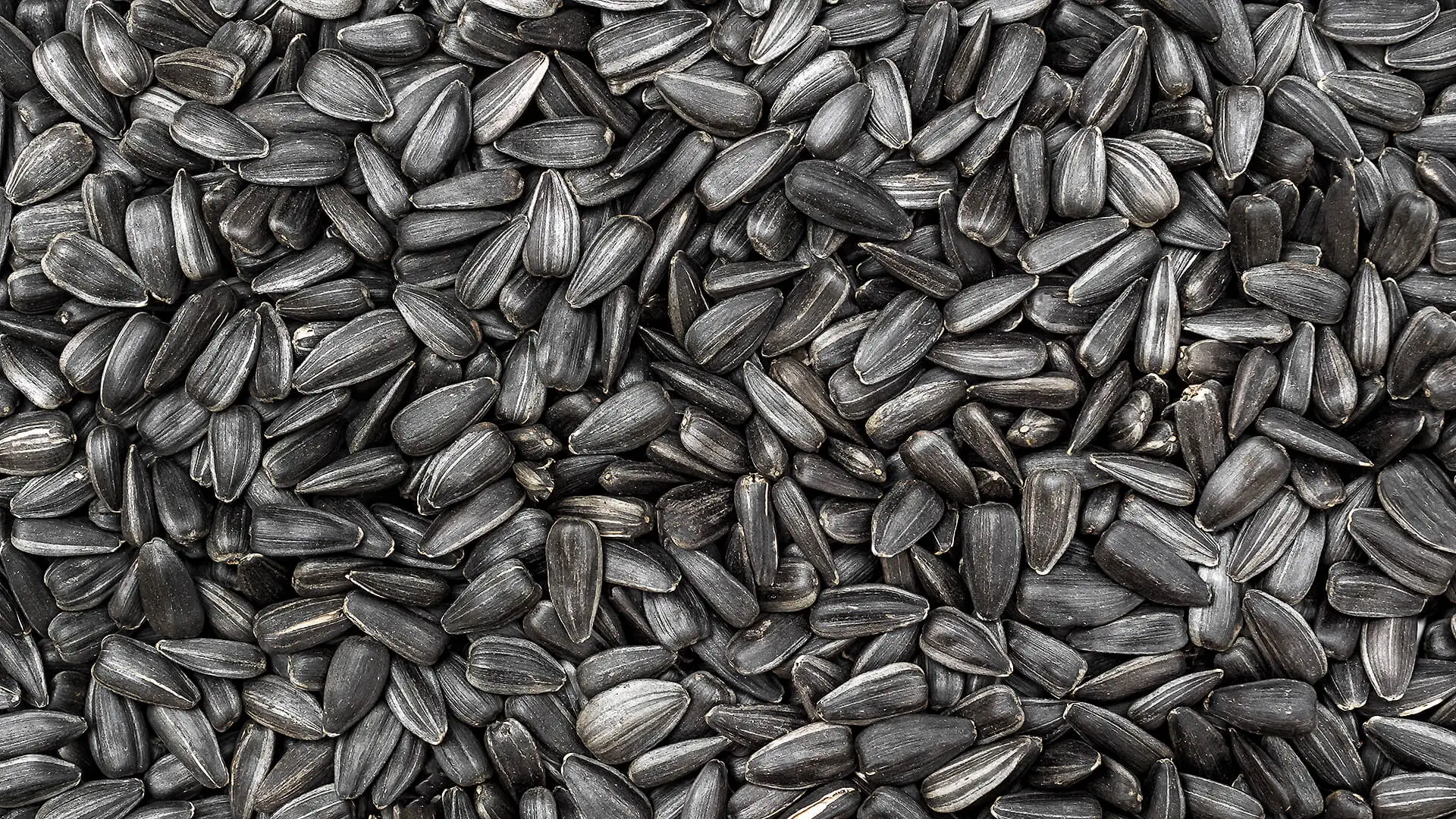 Sunflower edible seeds