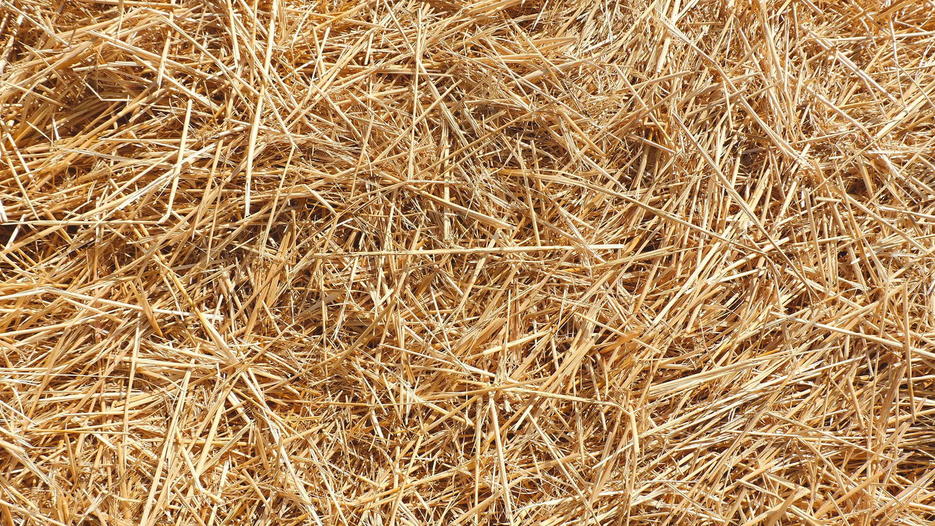 Hay