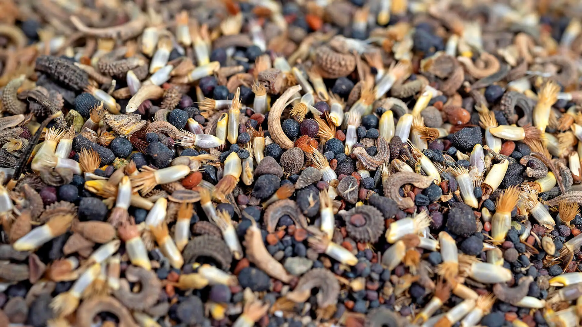 Flower seeds