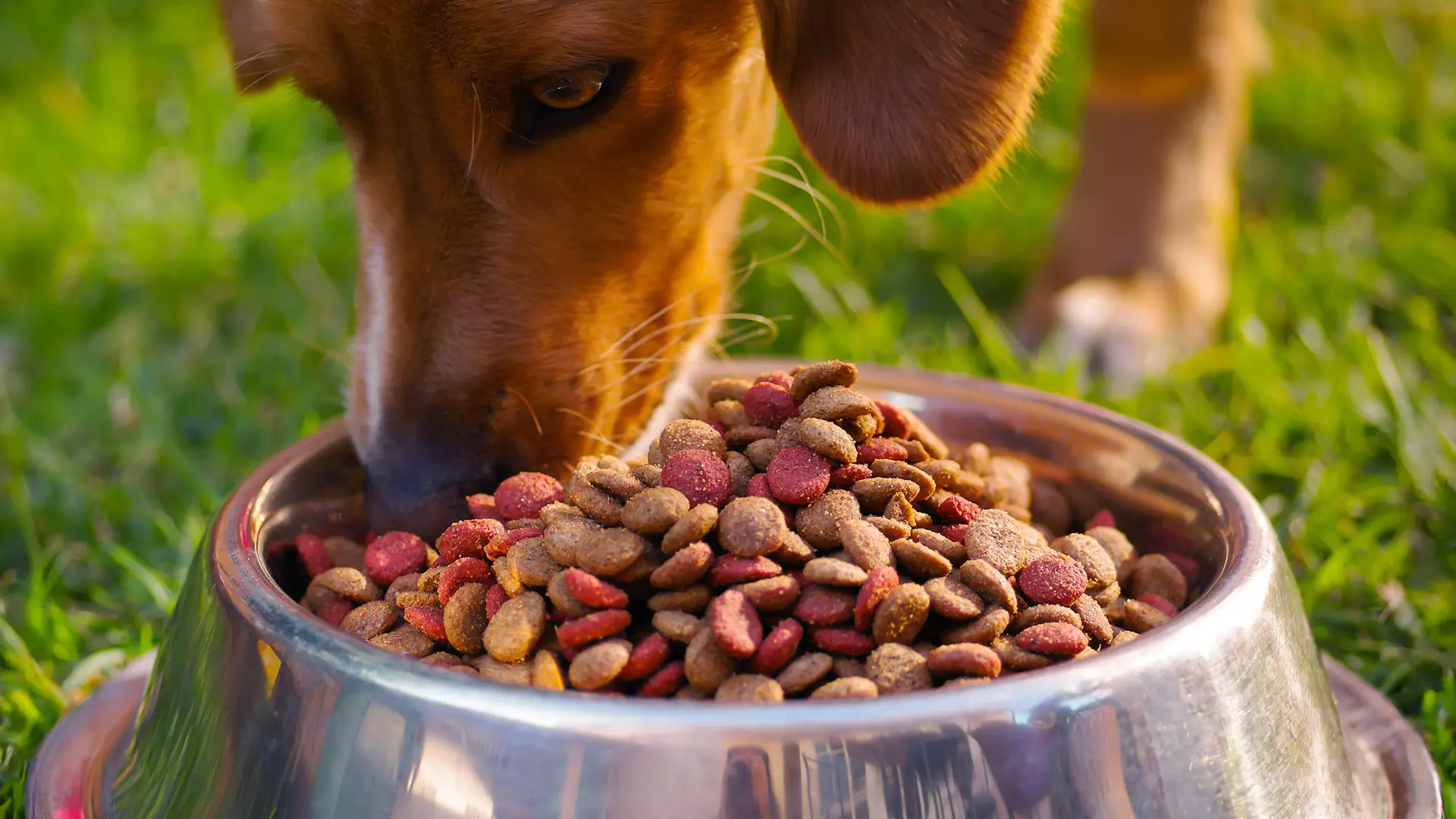 Pet food & care