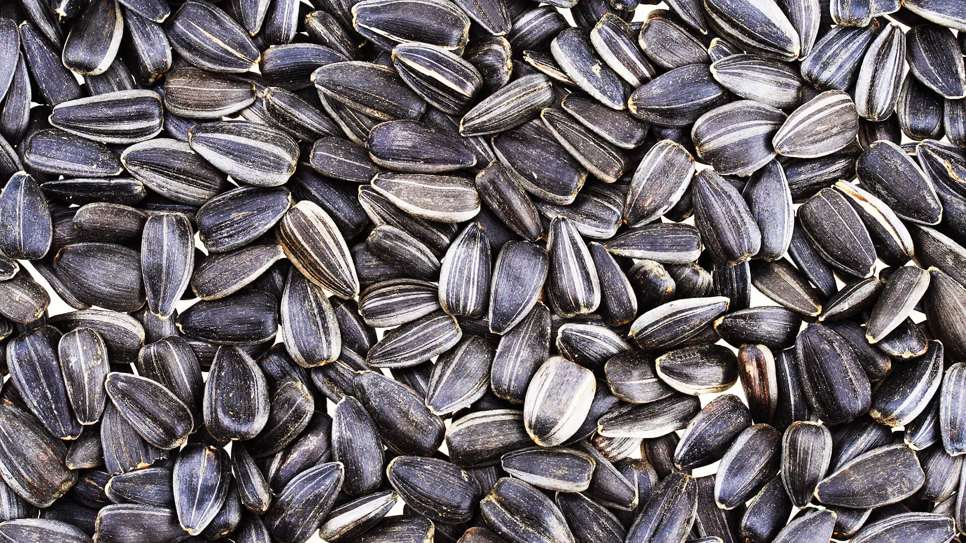 Sunflower seed