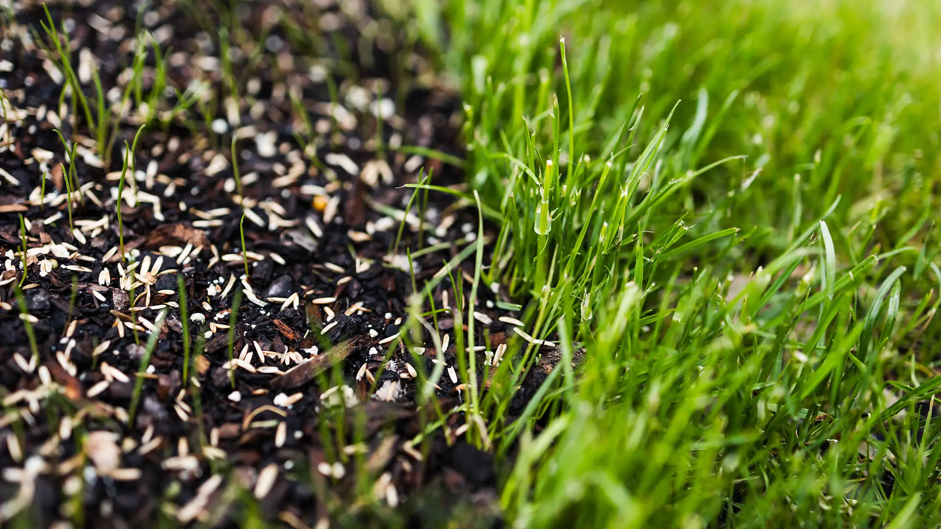 Grass seed