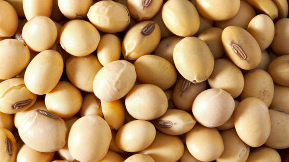 Soybeans industry