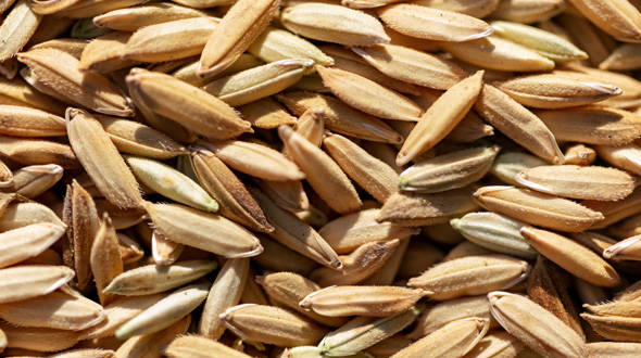 Rice seeds industry
