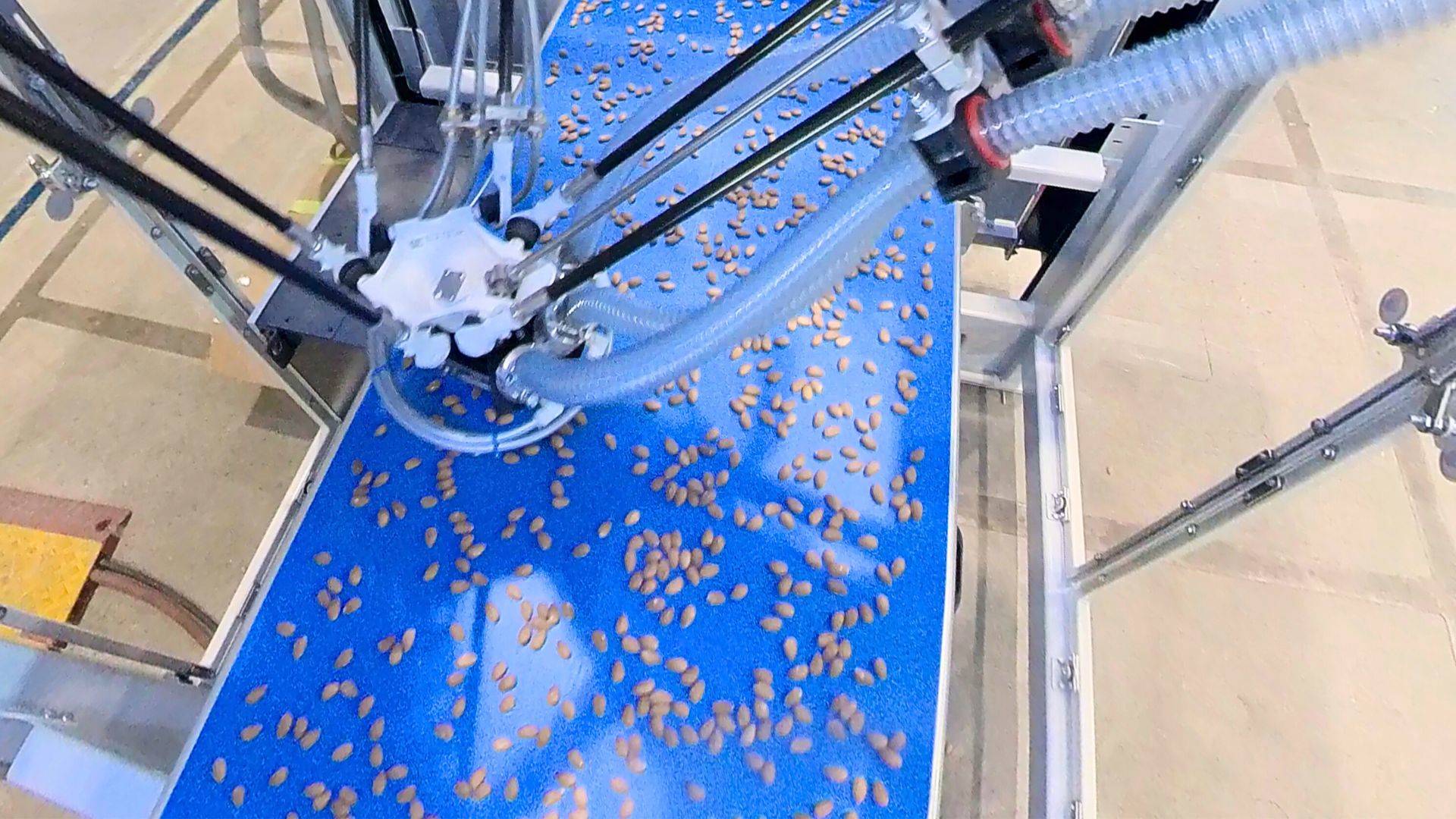 Robotic nut sorter picking almonds