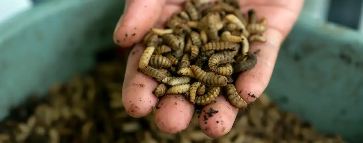 Hands holding black soldier fly larvae, symbolizing sustainable protein and insect farming.