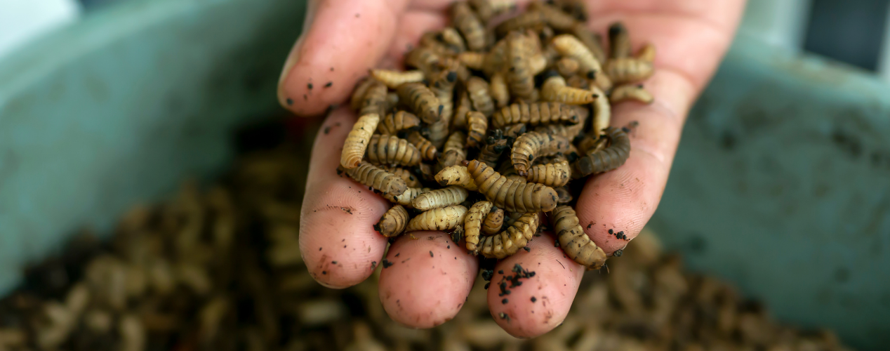 Hands holding black soldier fly larvae, symbolizing sustainable protein and insect farming.
