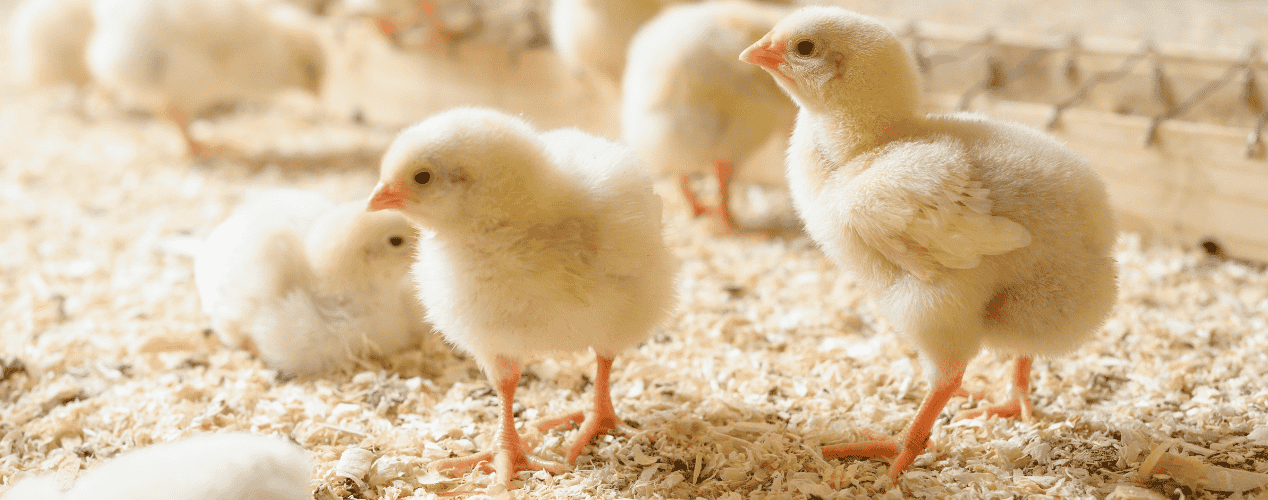 Young chicks standing on premium wood shavings bedding produced with automated processing equipment