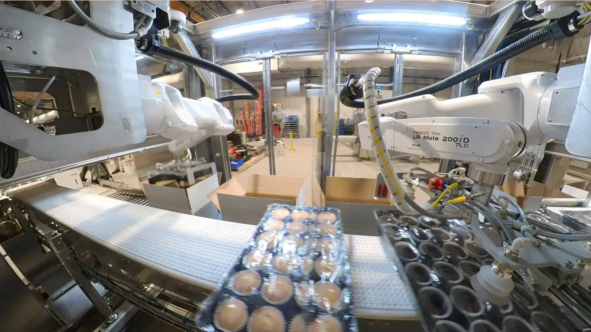 Case packers packing trays of muffins in cases 