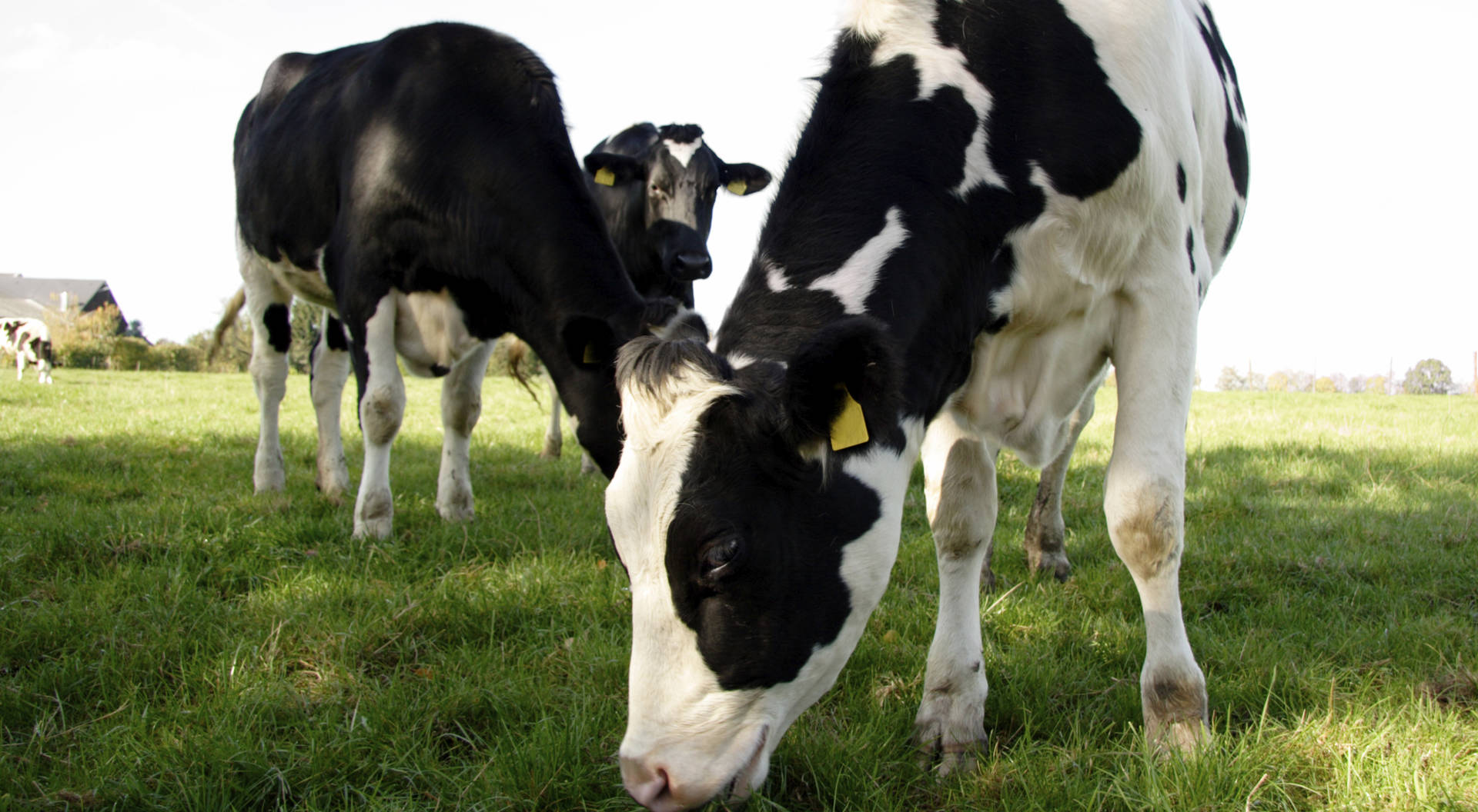 animal feed premier tech