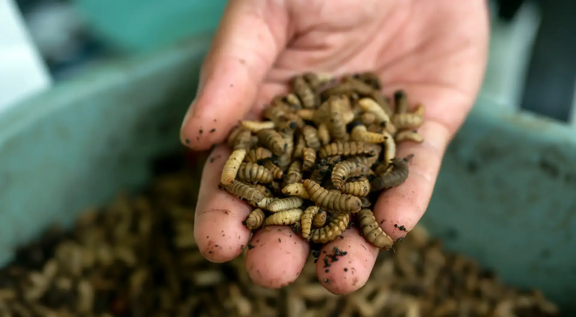 Hands holding black soldier fly larvae, symbolizing sustainable protein and insect farming.
