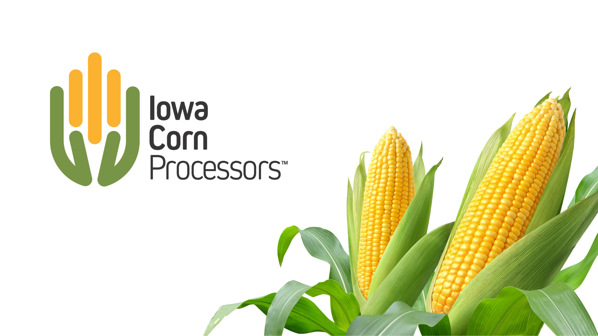 Iowa Corn Processors logo alongside golden corn, representing the partnership with Premier Tech for automated packaging solutions in Glidden, Iowa.