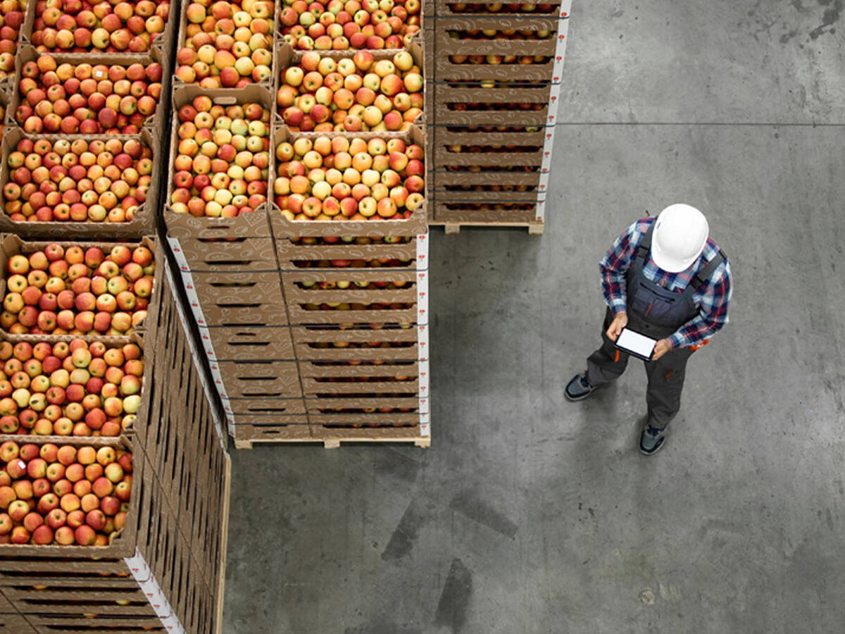Palletized crates filled with apples