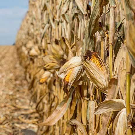 seed grain drying