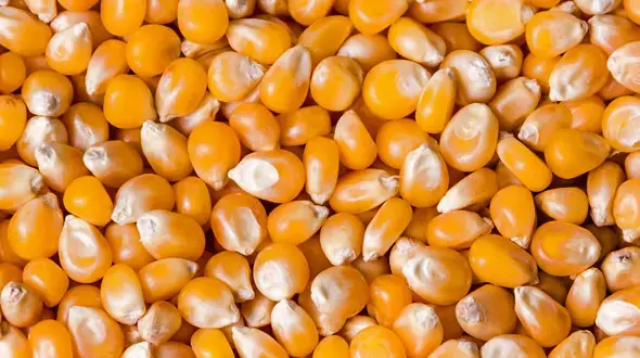 Corn industry
