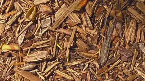 Close-up view of forest residues