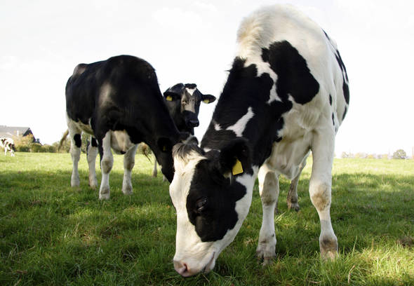 animal feed premier tech