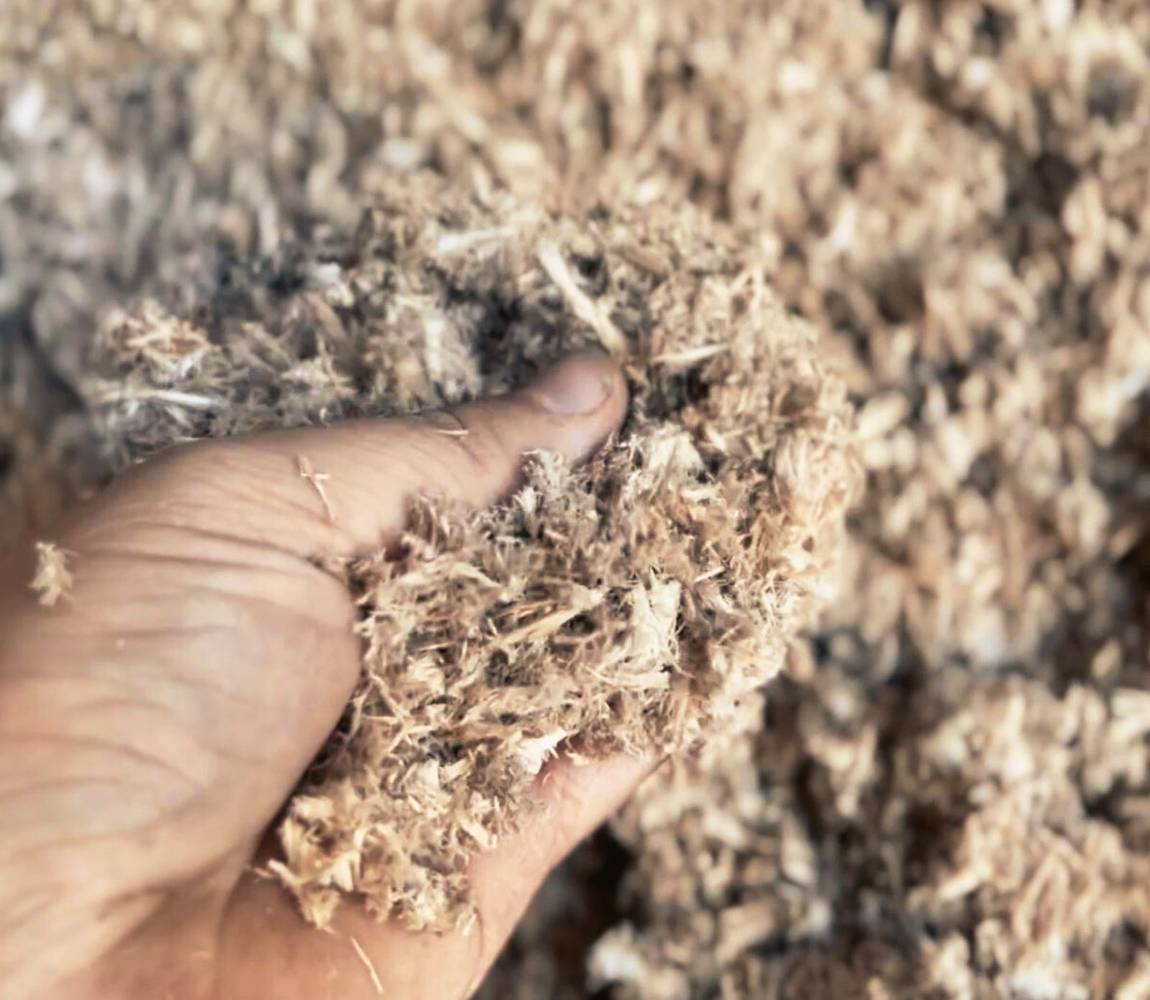 White softwood chips turned into wood fiber