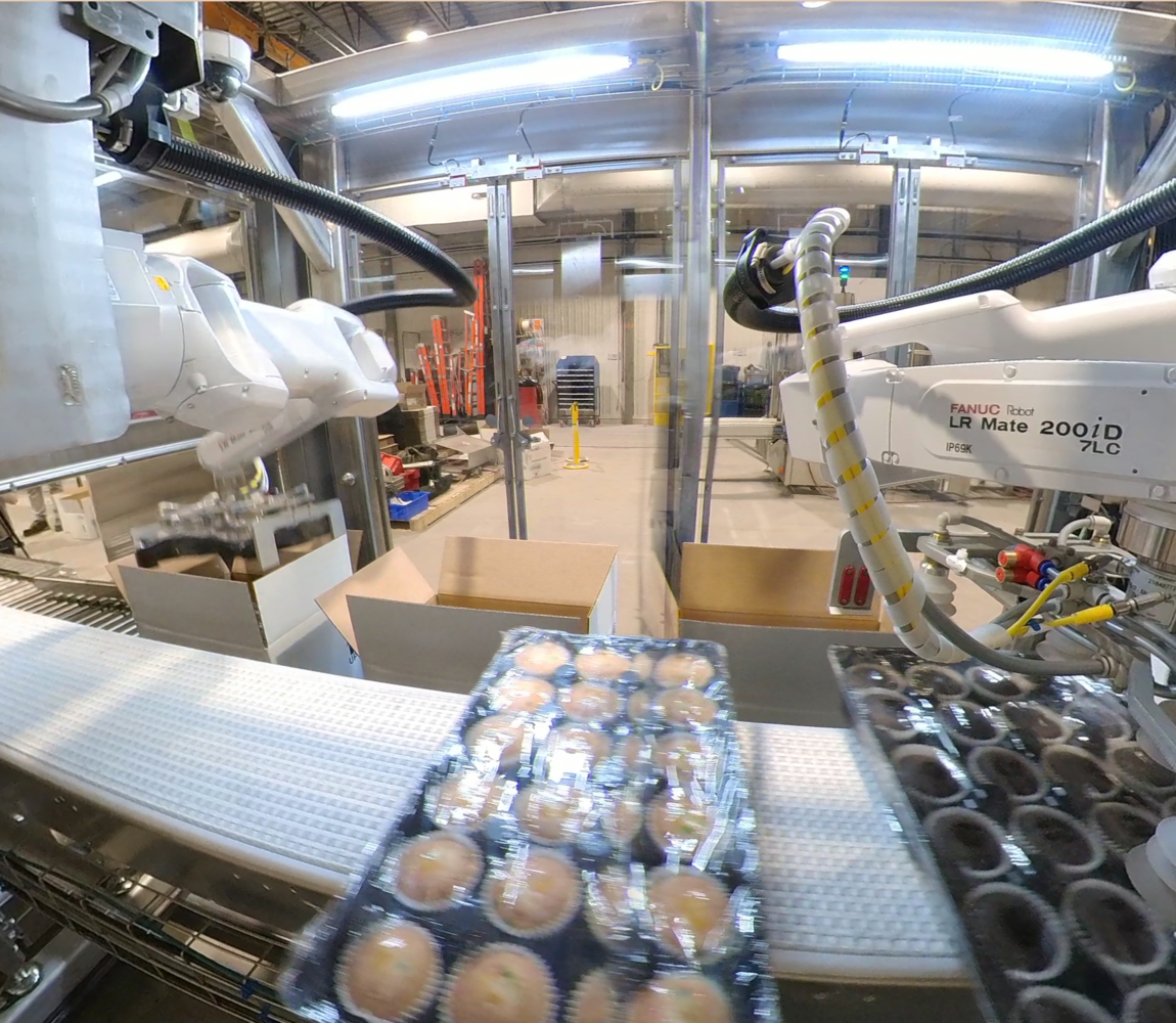Case packers packing trays of muffins in cases 