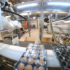 Case packers packing trays of muffins in cases 