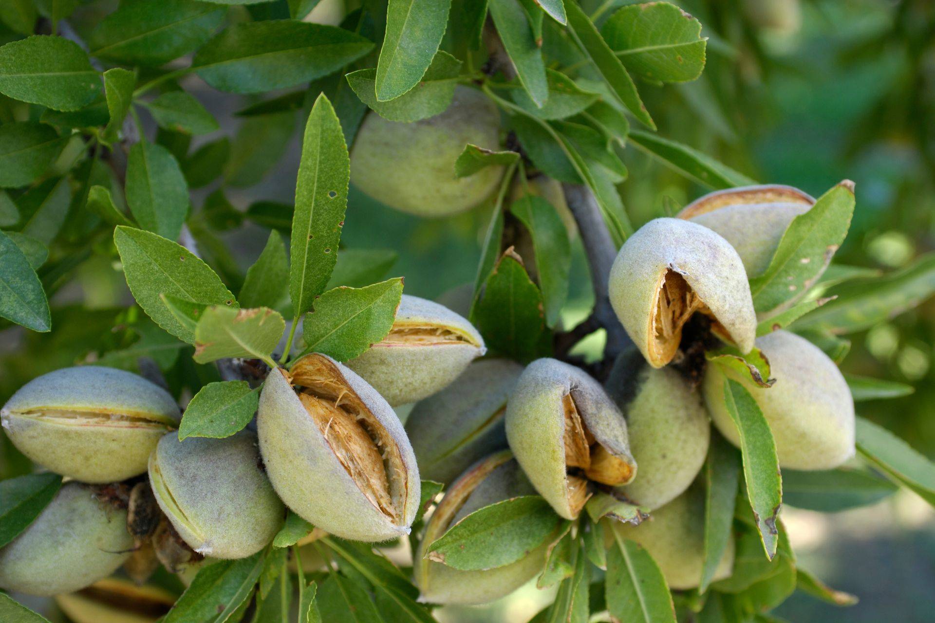 Close-up on almonds in a tree
