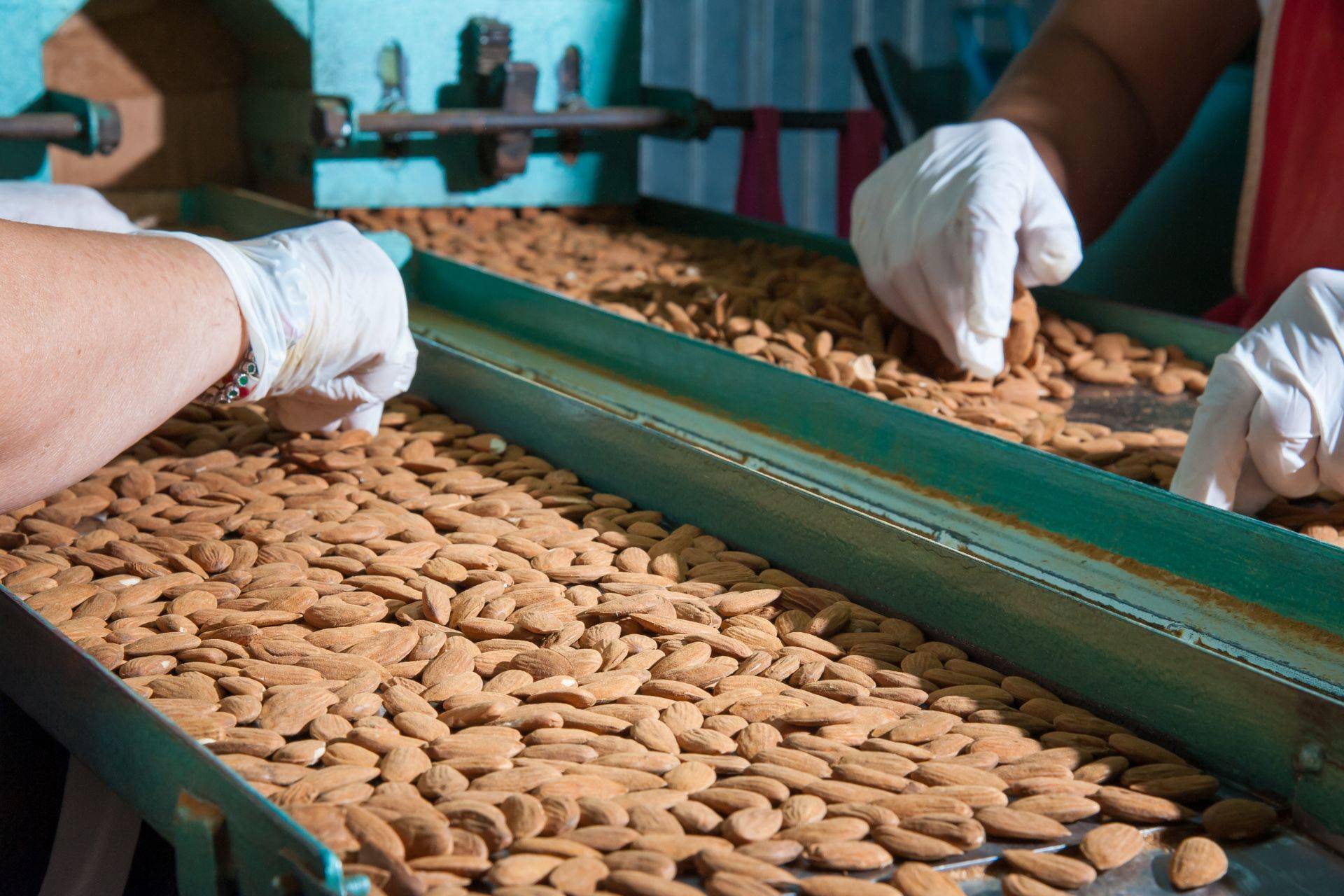 Sorting almond by hand on a conveyor belt