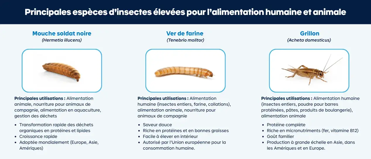 rves de mouche soldat noire, vers de farine et grillons, principaux usages et atouts majeurs.