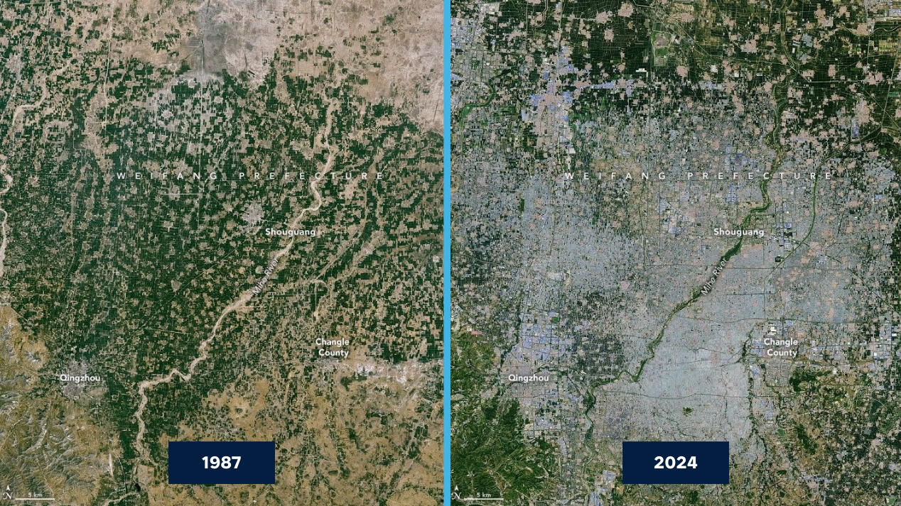 Satellite imagery showing greenhouse expansion in Weifang, China from 1987 to 2024, illustrating rising demand for growing media