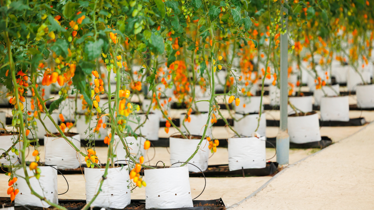 Organic cherry tomatoes growing in a greenhouse on specialized substrate with a drip irrigation system media and