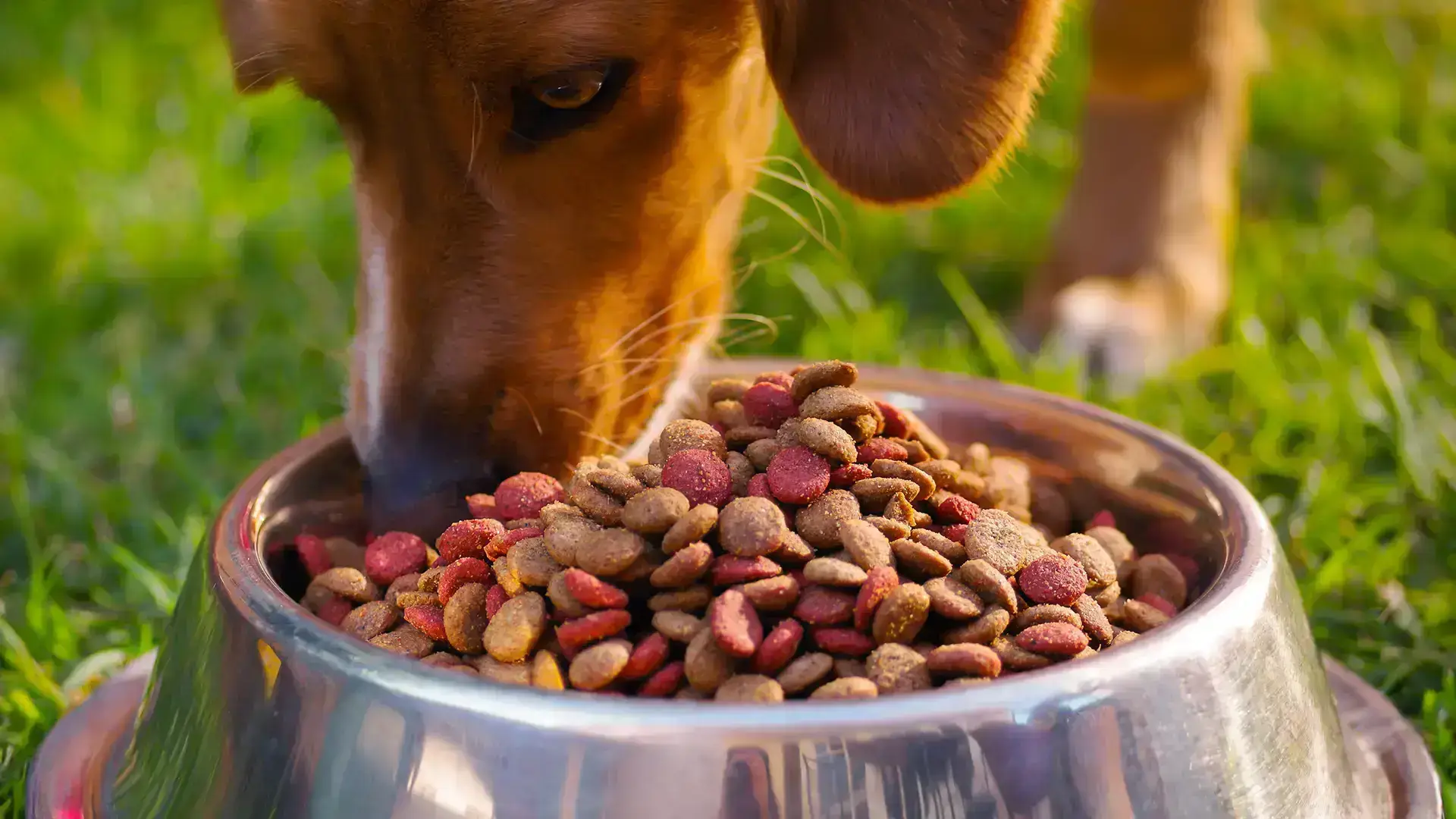 Pet food