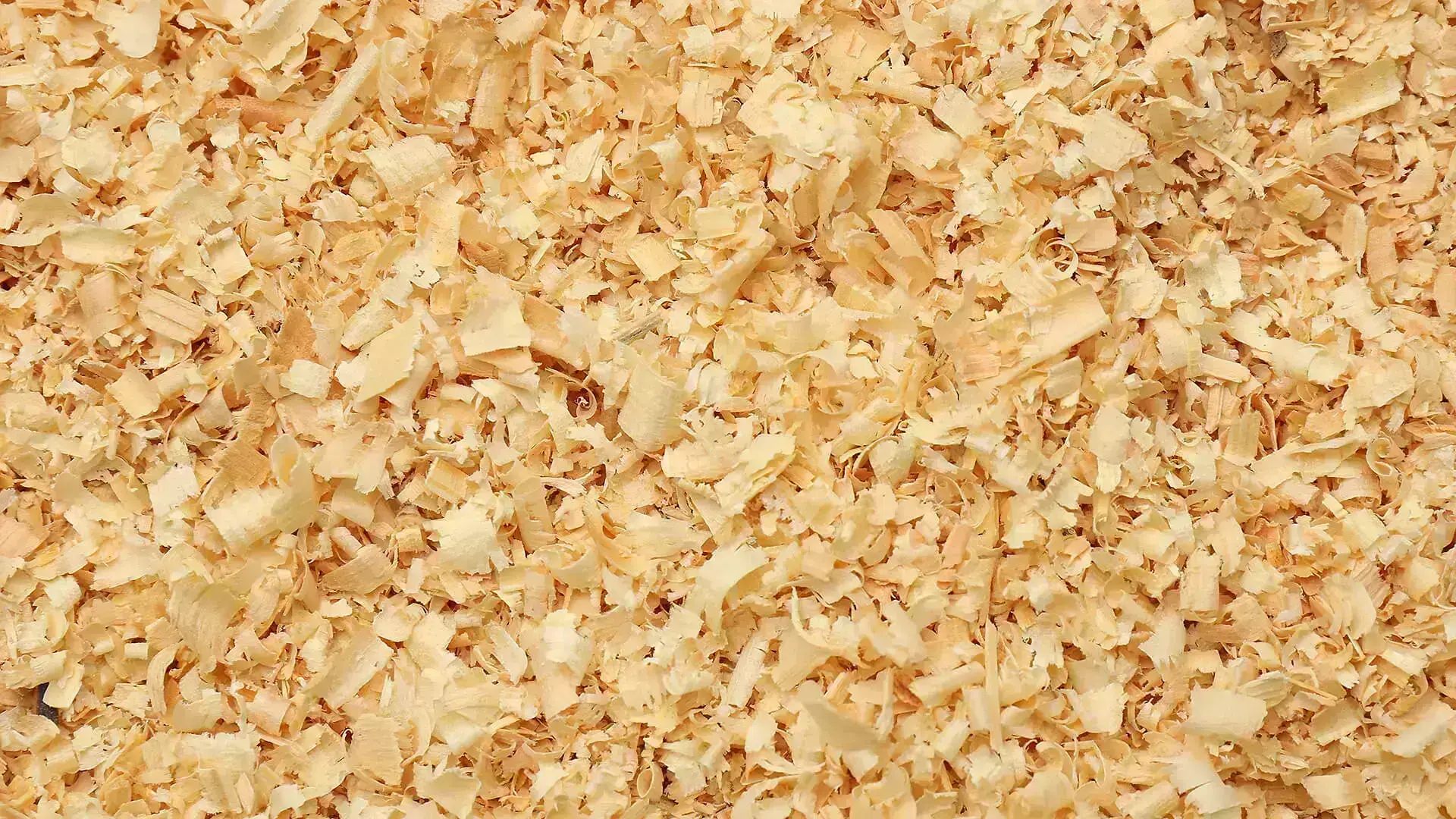 bedding-wood-shavings