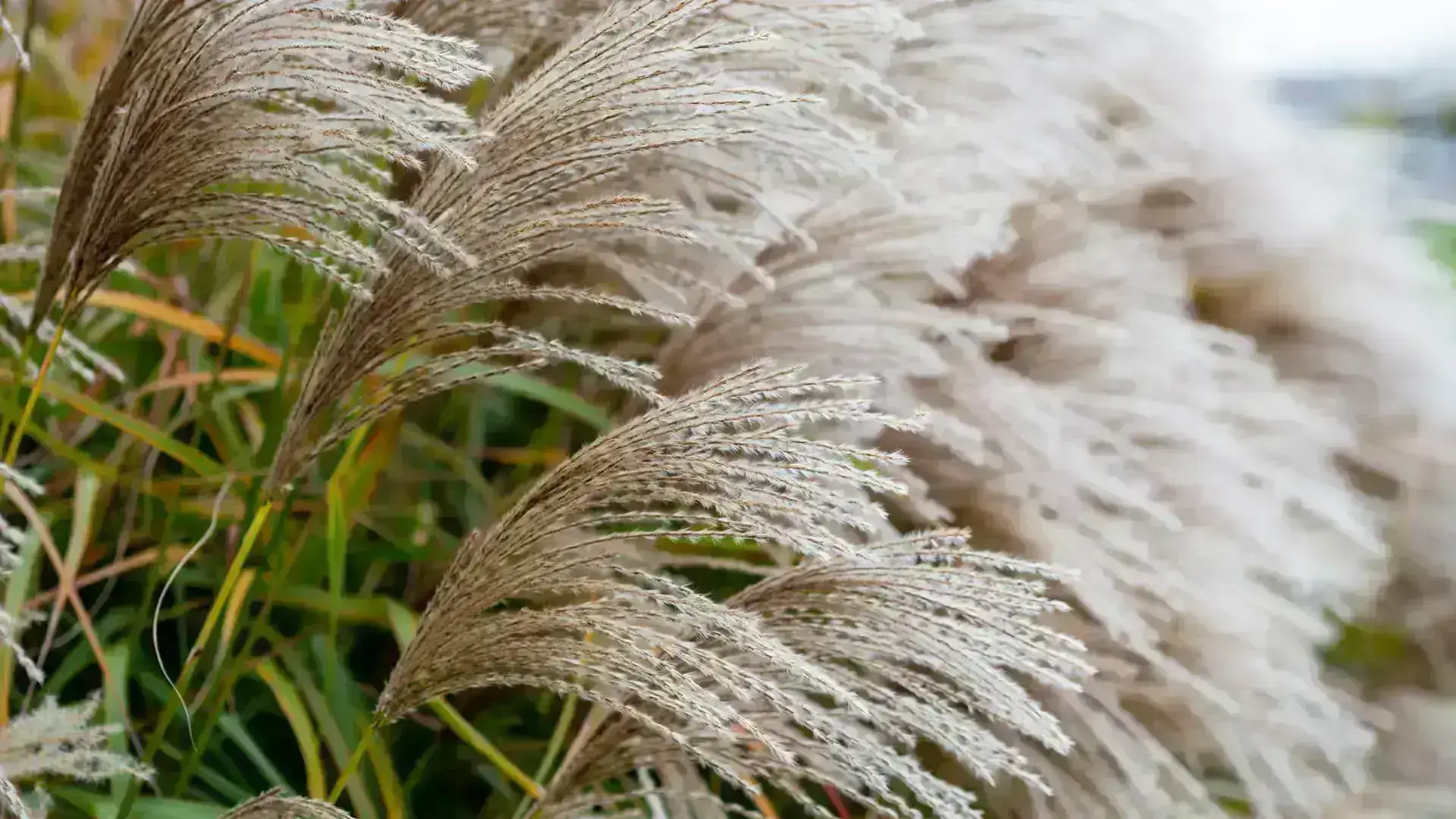 forage-fibrous-miscanthus
